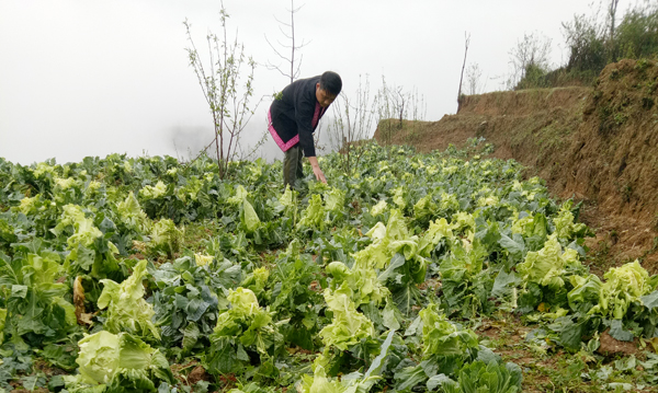 Mưa đá gây thiệt hại tại các địa phương